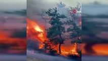 Bursa'da çıkan orman yangınında hayvanlar zarar gördü