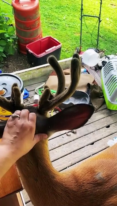A Very Talkative Deer Receives Scritches