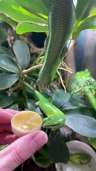 A Hungry Skink Falls Into Its Food
