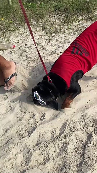 Dog with Goggles Loves Sand