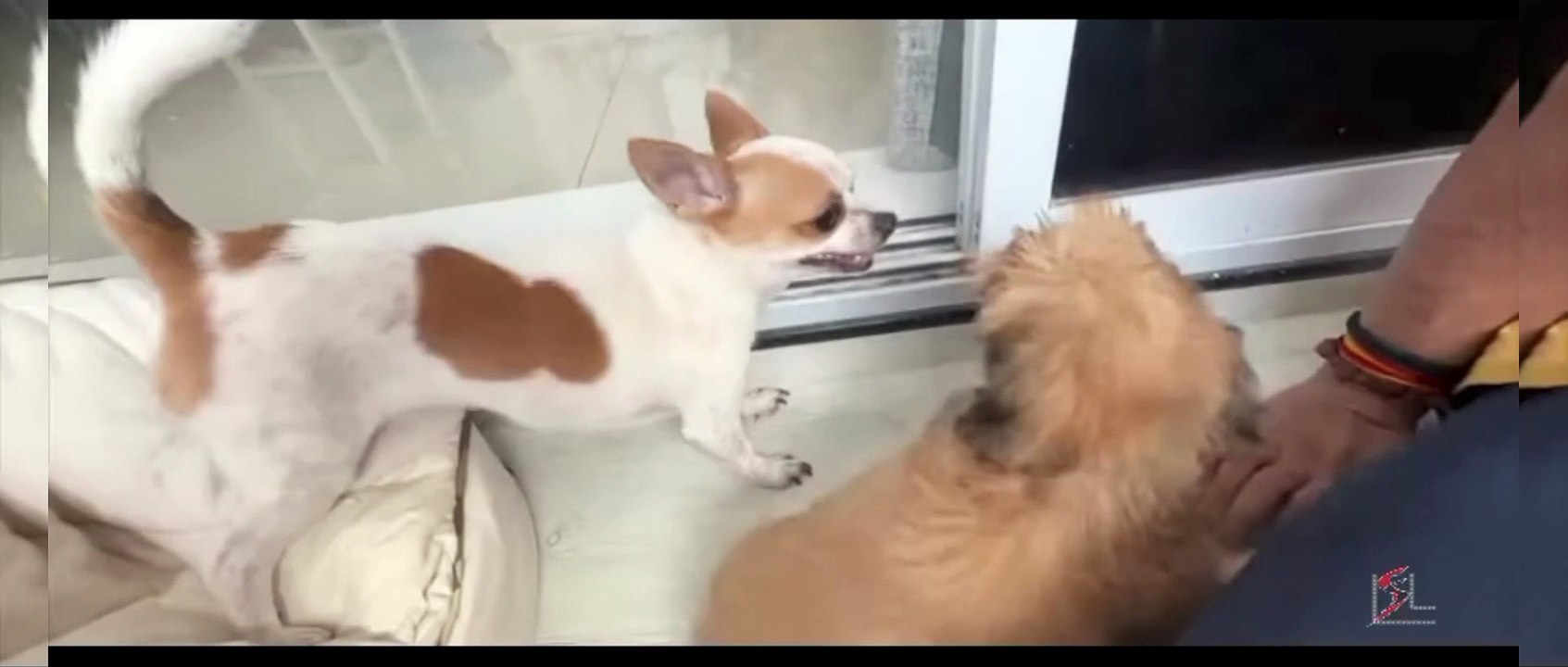 Quiet fighting  Dog