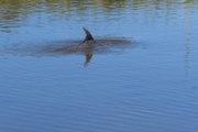 A pod of dolphins has been spotted in the Tamar River, Tasmania - September, 3, 2023 - The Examiner