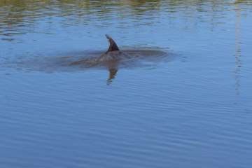 A pod of dolphins has been spotted in the Tamar River, Tasmania - September, 3, 2023 - The Examiner