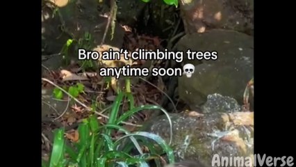 You Laugh You Lose with Hilarious Dogs and Cats