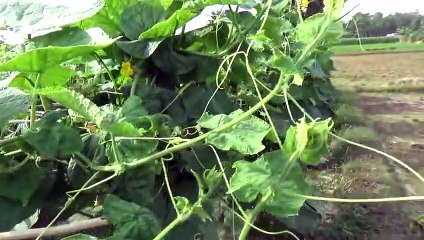 বাংলা চটি গল্প | From Seed to Harvest The Journey of Cultivating Fresh Vegetables