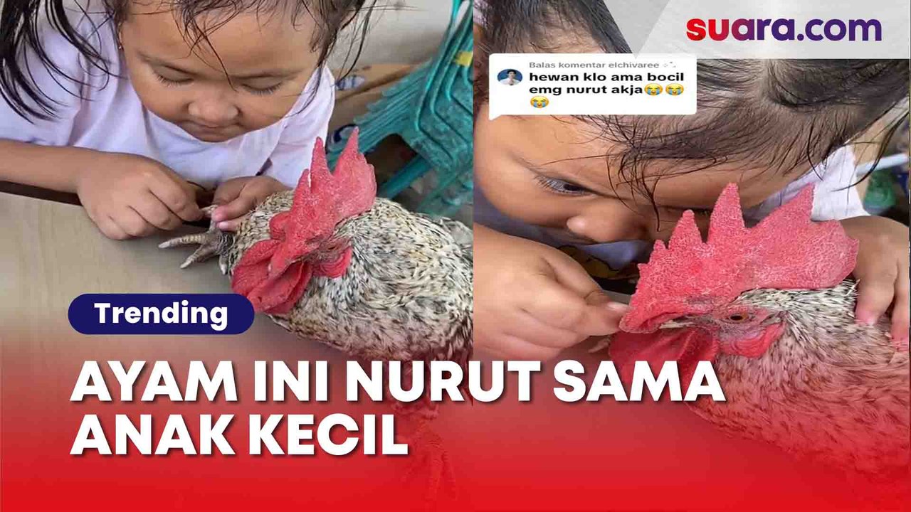 Momen Hewan Nurut Sama Anak Kecil, Bikin Gemas!