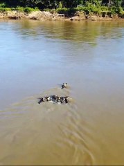 Crocodile attack African wild dogs