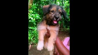 Things to Consider When Buying Dogs --(720P_HD)