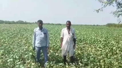 खिलचीपुर: बारिश नहीं होने से खेतों में सूख रही फसल, परेशान किसानों ने लगाई गुहार