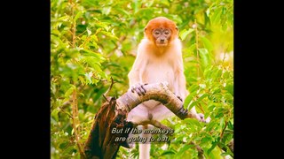 Proboscis Monkey Spied by Crocodile (Bekantan yang dimata-matai oleh Buaya)