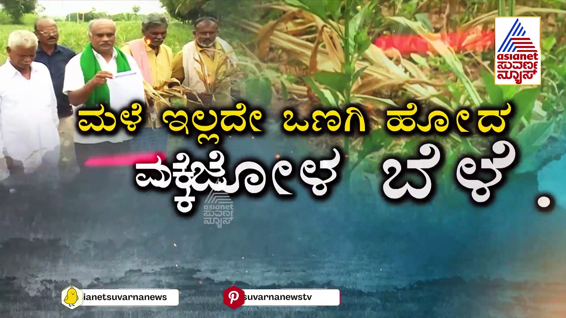 ಮಳೆ ಇಲ್ಲದೇ ಒಣಗಿ ಹೋದ ಮಕ್ಕೆಜೋಳ ಬೆಳೆ! ಲೋನ್‌ ಕಟ್ಟುವಂತೆ ರೈತರಿಗೆ ಬ್ಯಾಂಕ್‌ ನೋಟಿಸ್ 