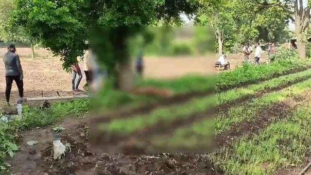 बड़वानी: तेंदुए ने किया पशु का शिकार, ग्रामीणों में दहशत का माहौल