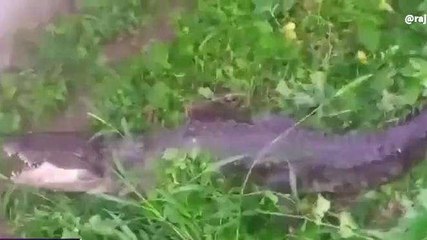 फिरोजाबाद: नहर के रास्ते गांव तक पहुंचा मगरमच्छ, लोगों में दहशत