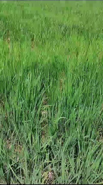 अघोषित विद्युत कटौती ने बिगाड़ा किसानों का गणित