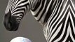 Zebra #Zebra #EquusZebra #fypシ゚viral #fyp #hewan  #fakta  #fact #faktadunia #faktaunik