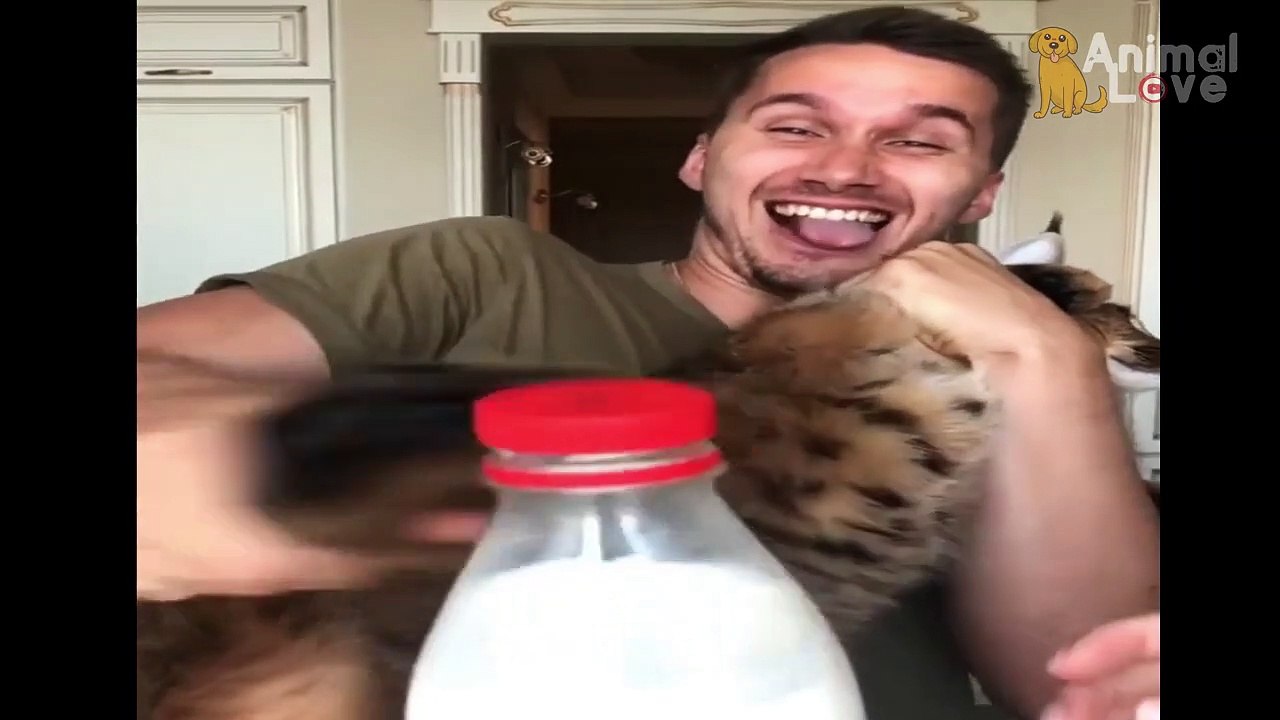 Funniest Cats  - Awesome Funny Pet Animals Videos #2