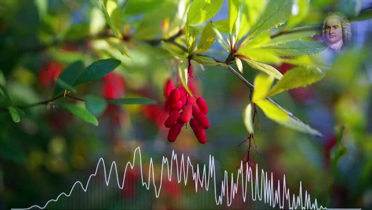 Johann Sebastian Bach Little Fugue in G minor BWV 578-ORGAN