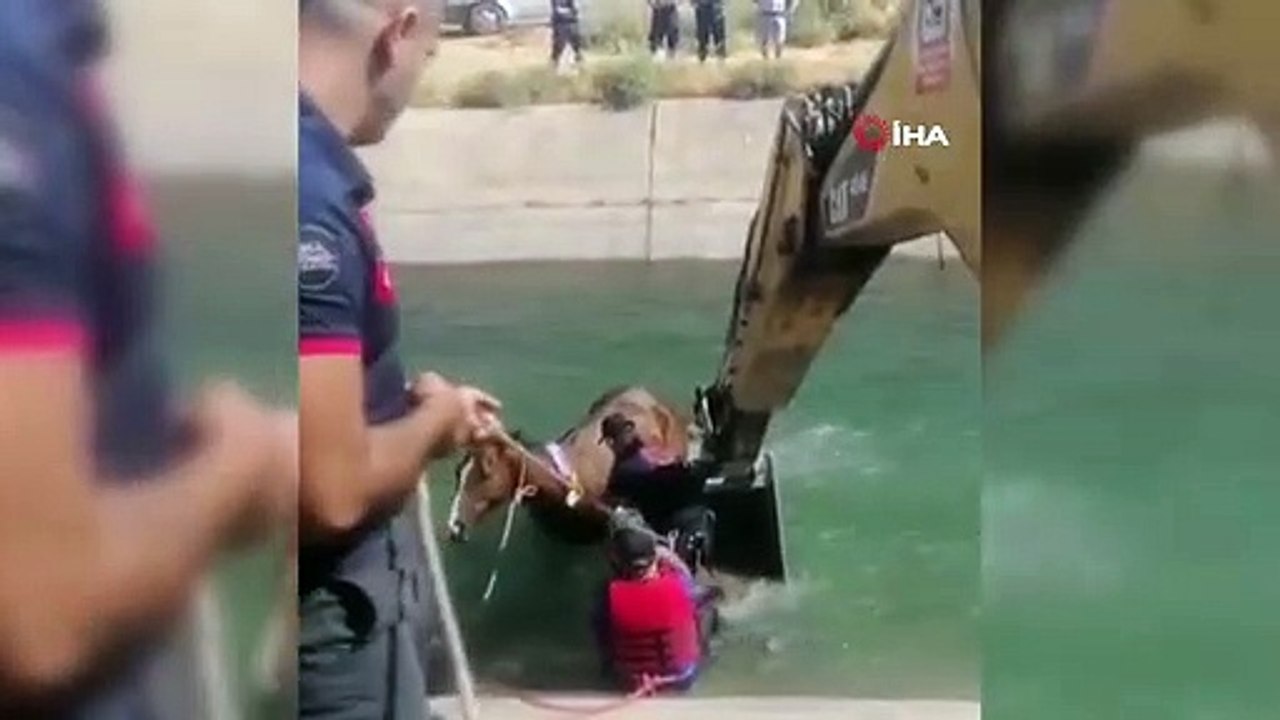 Batman'da sulama kanalına düşen at kurtarıldı