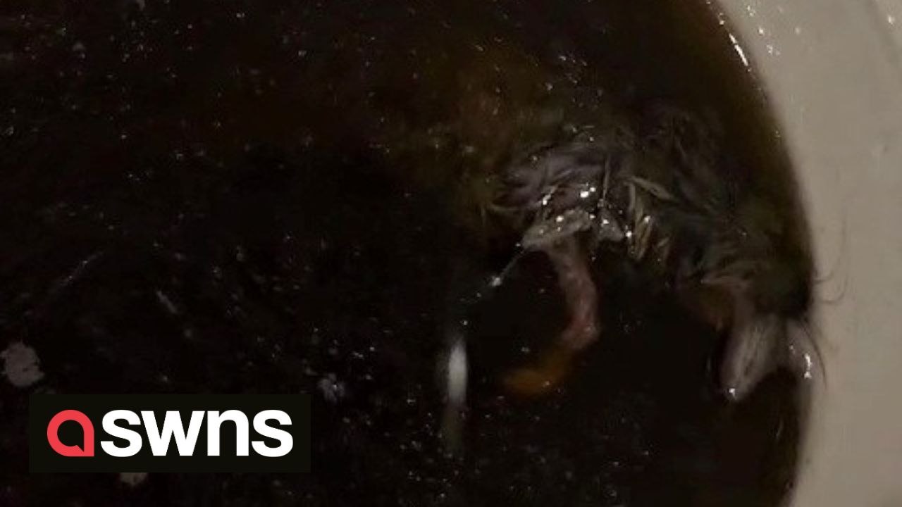 Man finds mouse twitching in Chinese takeaway