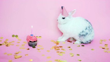 Cute Bunny Wearing a Party Hat Next to a Cupcake
