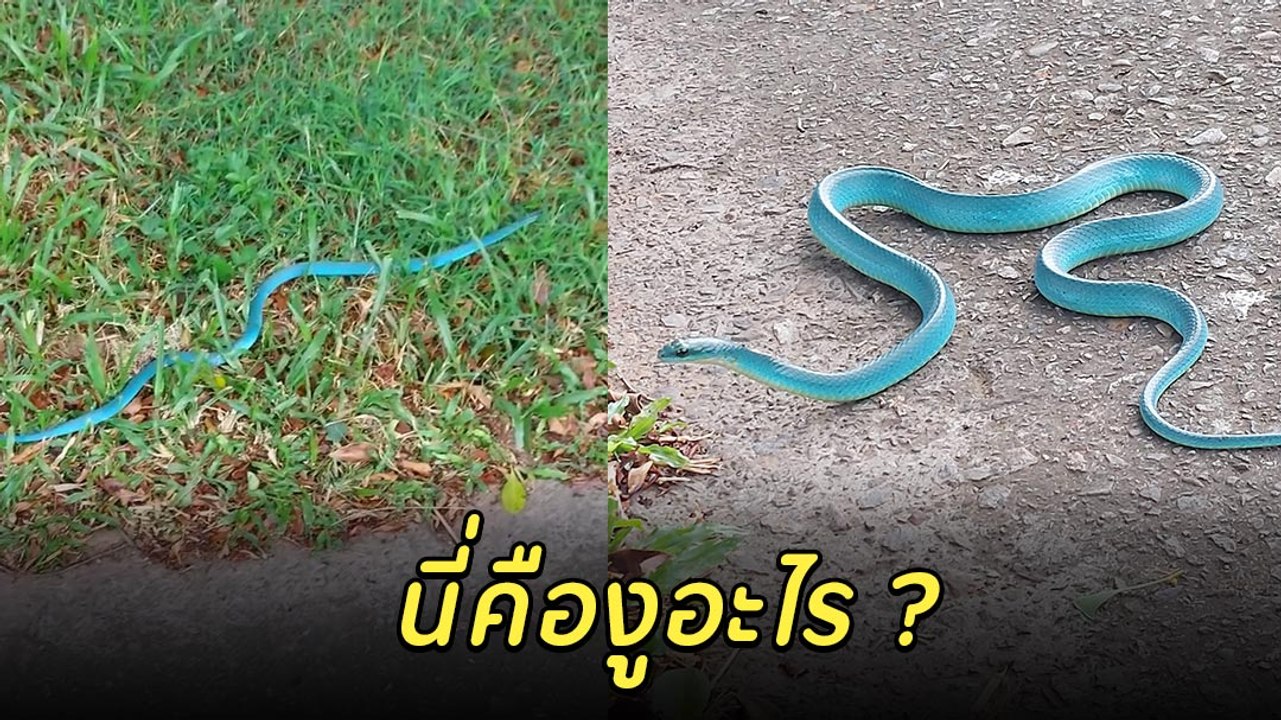 ฮือฮา ! งูแปลกตัวสีฟ้า สีสันแปลกตา คนเห็นอึ้งแบ...