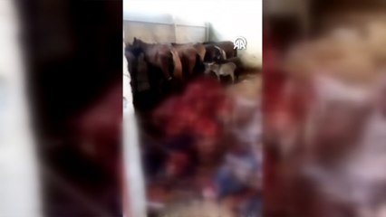 Adana’da eşek eti rezaleti