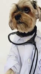 Dog Wearing a Doctor Costume