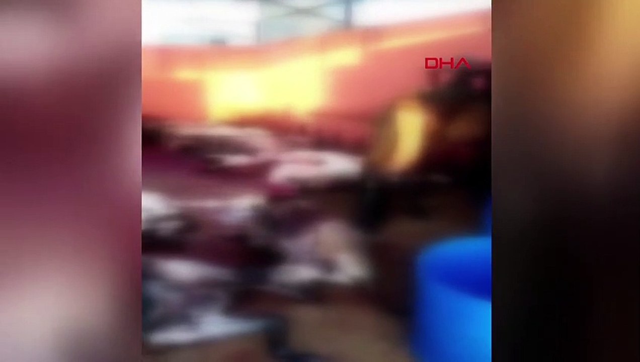 Adanada Kaçak At ve Eşek Kesimi Operasyonu