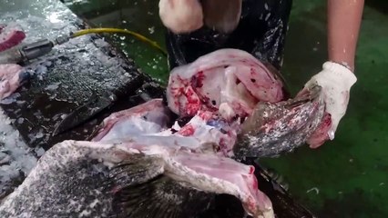 Giant Grouper Cutting Skills