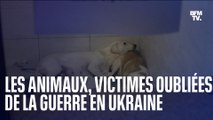 Les animaux, victimes oubliées de la guerre en Ukraine
