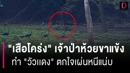 "เสือโคร่ง" เจ้าป่าห้วยขาแข้ง ทำ "วัวเเดง" ตกใจเผ่นหนีแน่บ | HOTSHOT เดลินิวส์ 03/09/66