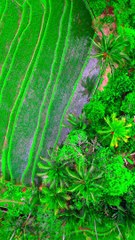 Senangnya Bisa Main Layangan di Tengah Sawah