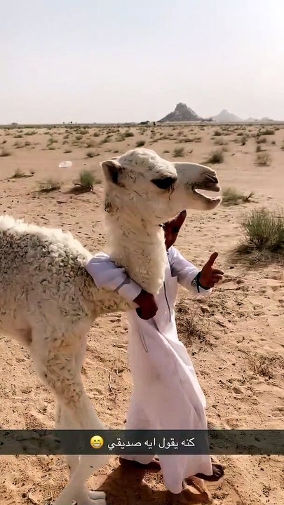 Boy walk with camel