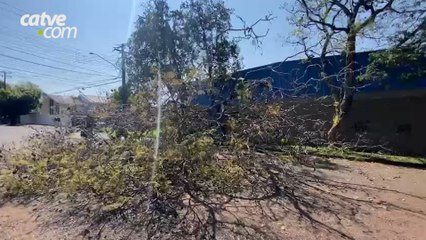 Árvore caída na pista é removida pelo Corpo de Bombeiros Remoção foi na Rua Cassiano Jorge Fernandes