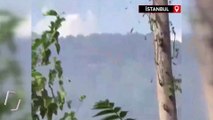 İstanbul'da orman yangınında kundaklama iddiası