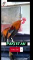 Roosters Crowing compilation