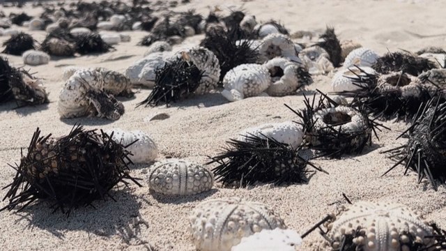 « Ils régulent les algues » : la mort mystérieuse de milliers d’oursins inquiète à la Réunion