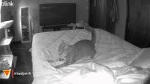 What Happens When My Cat is Home Alone? (Caught on Blink Camera) | Doorbell Camera Video