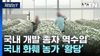 [제보는Y] 국내 개발 국화 '백강' 역수입...농민들 '황당' / YTN