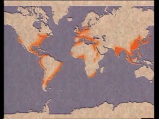 Distribución y crecimiento de la población mundial