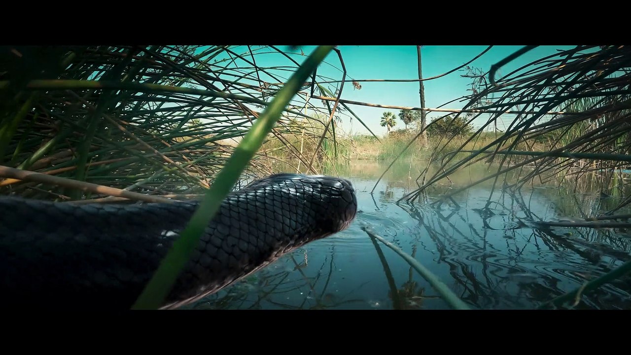 Chandramukhi2 (Hindi) Official Trailer | Raghava Lawrence | Kangana Ranaut | P. Vasu