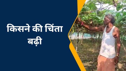गोरखपुर में "लौकी" की खेती पर संकट, किसान हुआ निराश