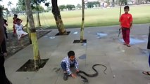 Ce gamin joue avec un cobra royal... même pas peur
