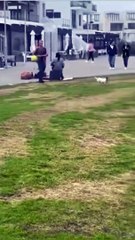 Ce chien adore les ballons... jongleur pro