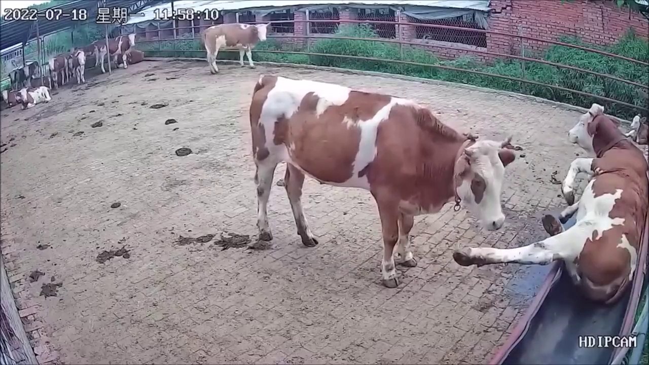 "Incredible Internet Viral Videos That Took the World by Storm"