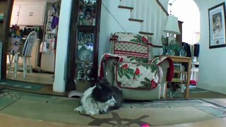 Funny animals - Funny cats and dogs -Funny animals videos trending Funny cats videos…