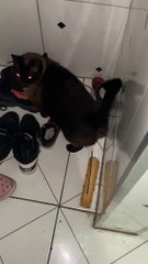 Cat Uses Incense To Cleanse Butthole's Bad Energy
