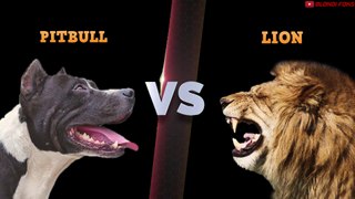 Pitbull VS León - El Mejor Video de Pelea Real de León VS Pitbull Entrenado