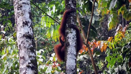 Borneo Jungle  Amazing Tropical Rainforest In Asia