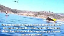 Balena ingoia due donne in kayak